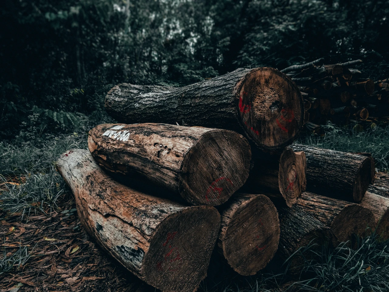 deforestación