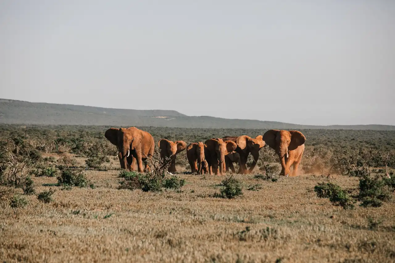 proyecto África